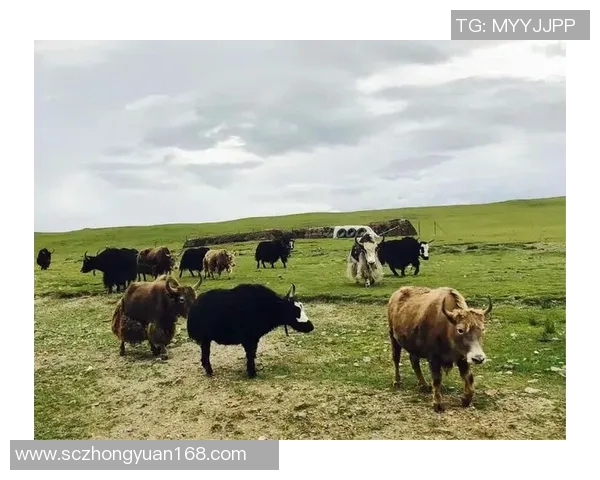 足球明星谈西藏文化与自然之美引发全球关注 足球明星谈西藏文化与自然之美引发全球关注